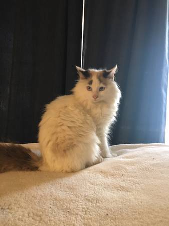 2 female Ragdoll kittens