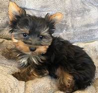 Yorkie puppy up for rehoming.