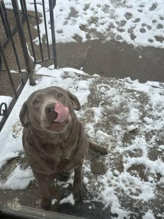 Female Silver Lab