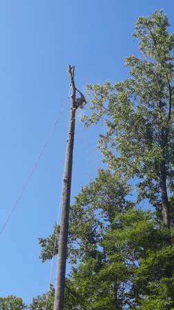 ??????Tree Removal Cesar Tree Service ??????