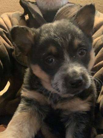 Female Blue Heeler Puppy