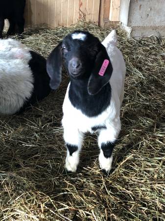 4-H Boer Goat Kids