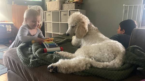 AKC female standard poodle female