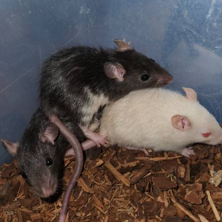 Baby Rats