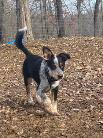 Female Puppy Cattle Dog