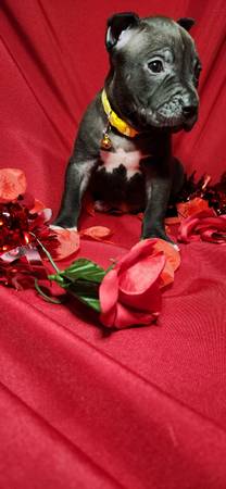 CLASSIC AMERICAN BULLY PUPPIES