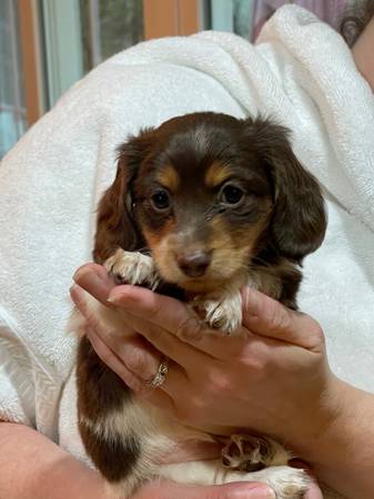 AKC Longhaired Mini Dachshund Puppies