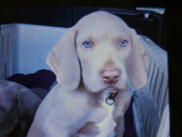 Weimaraner puppies ready now