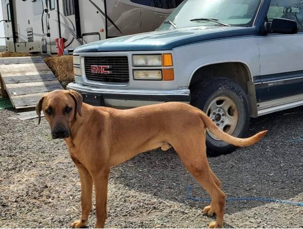 Oso, 1/2 Bullmastiff, 1/2 German Shepard