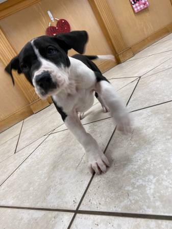 great dane puppies