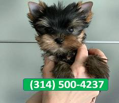 *********Rehoming SWEET – Yorkie Puppy!!*****