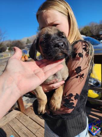 English mastiff puppies