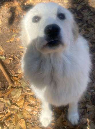 great pyrenees