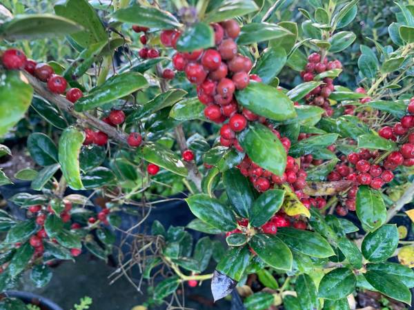 Burford Holly