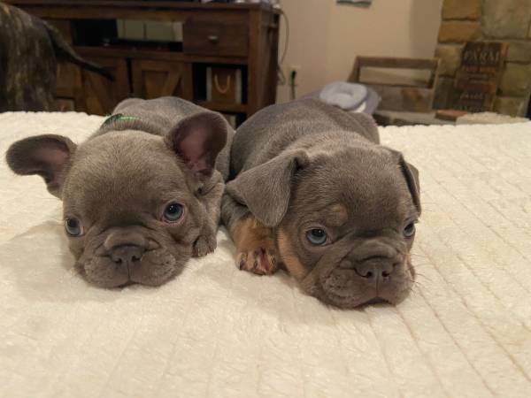 AKC French Bulldog Puppies