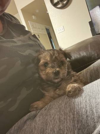 yorkiepoo puppy born 1-9-23