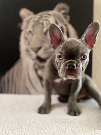 Blue frenchie akc