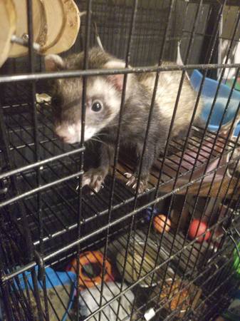 Male Ferret