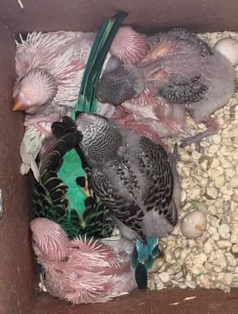 Parakeets trade for hens/poultry