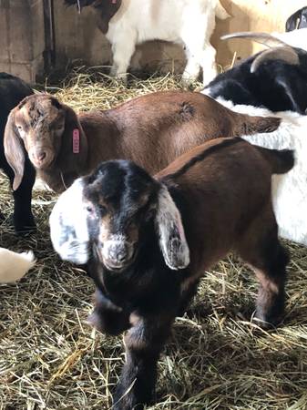 4-H Boer Goat Kids