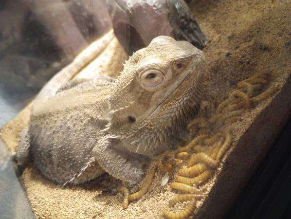 Bearded Dragon with tank and supplies