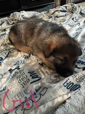 German / Caucasian Shepherd Pupp