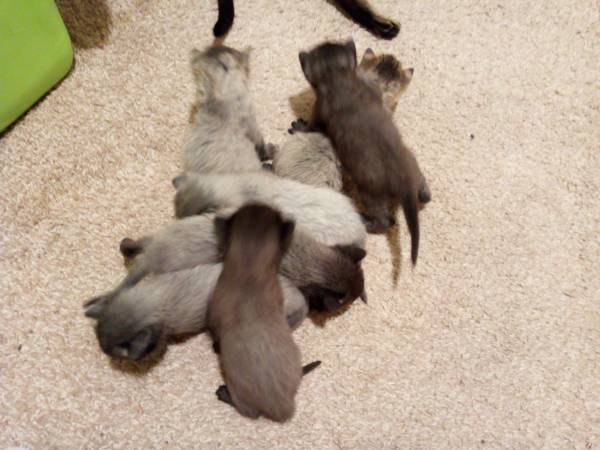 7 kittens