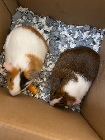 2 young male Guinea pigs