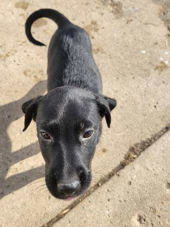 Lab mix puppies