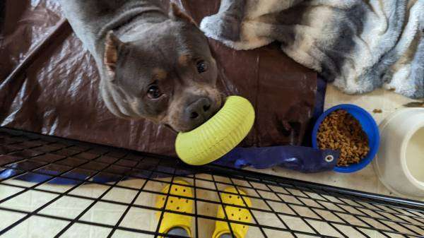 Beautiful very Stout dog for rehoming