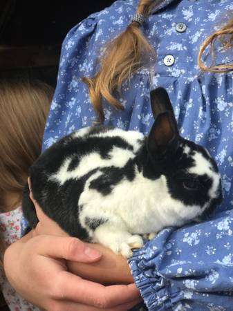 5 month old rabbits