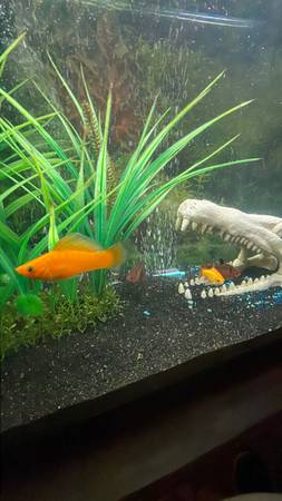 30 gallon fish tank with fish