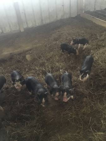 Purebred Berkshire Pigs