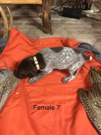 German shorthair pointer -rehoming