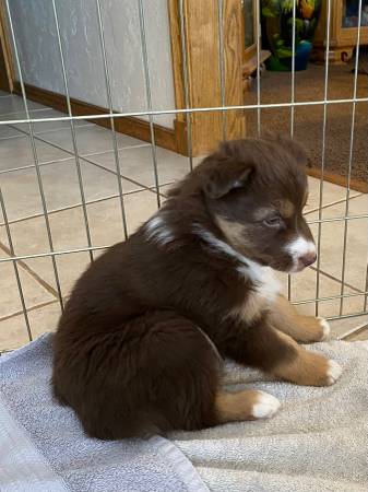 Australian shepherd standard female