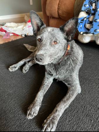 blue heeler