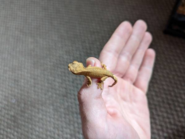 Crested Gecko Hatchlings