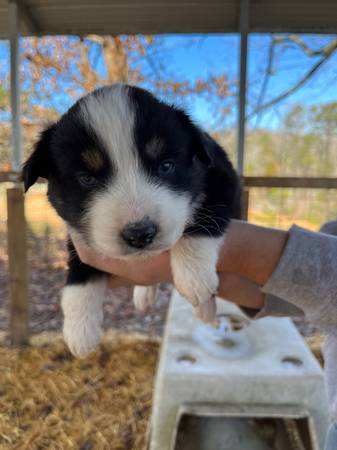 Australian Shepherd puppies