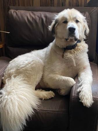 Great Pyrenees Re-Home