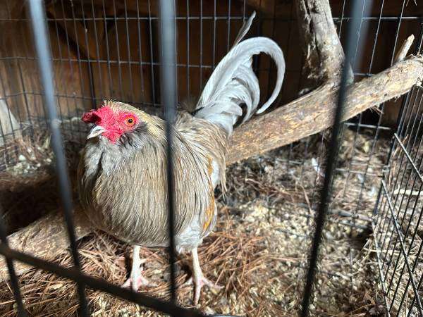 FREE rooster to a good home