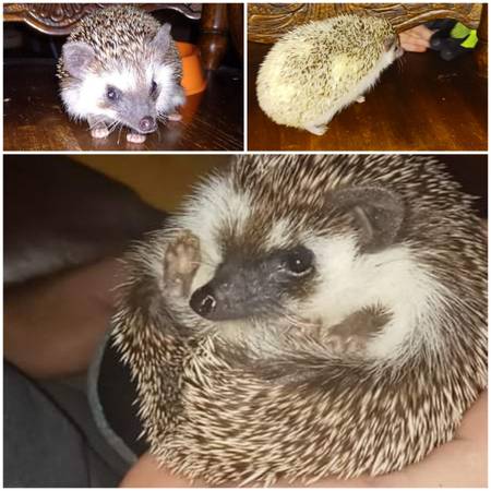 rehoming my hedgehogs