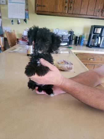 2 toy poodle puppies