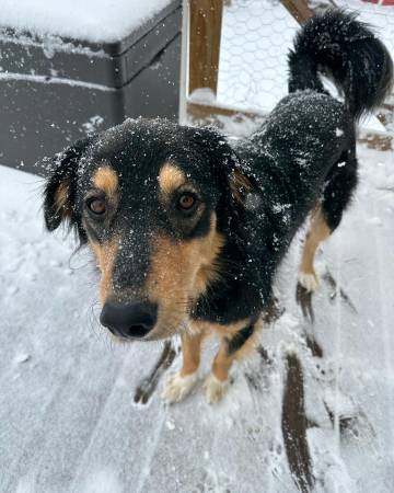 english shepherd/pyranees dog in need of home