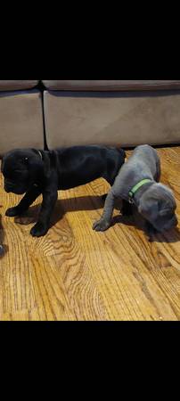 Cane Corso puppies