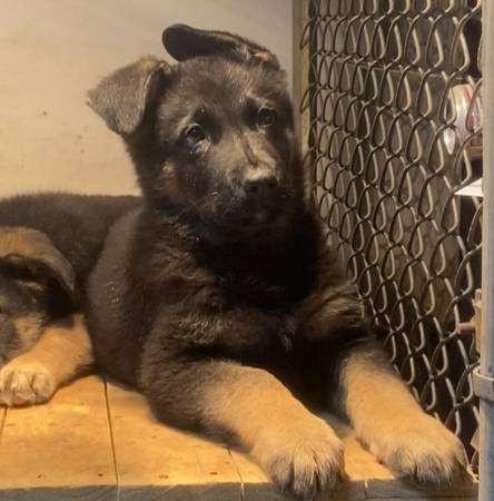 AKC German Shepherd pups