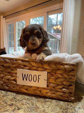 AKC Longhaired Mini Dachshund Puppies