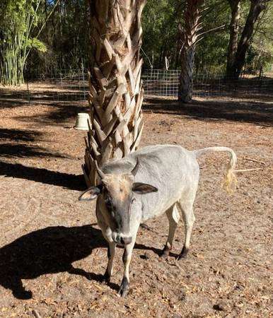 Miniature Zebu