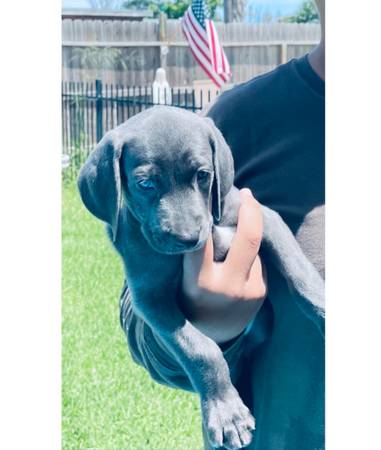 ISO Male Stud Weimaraner Weim Weimar