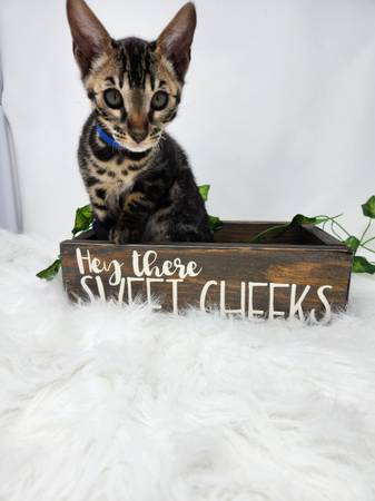 Bengal kittens ready to go home!!