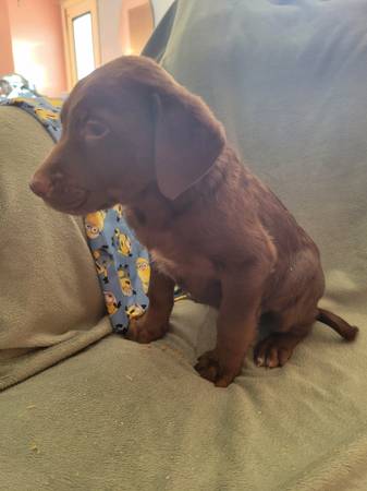 Lab mix puppies